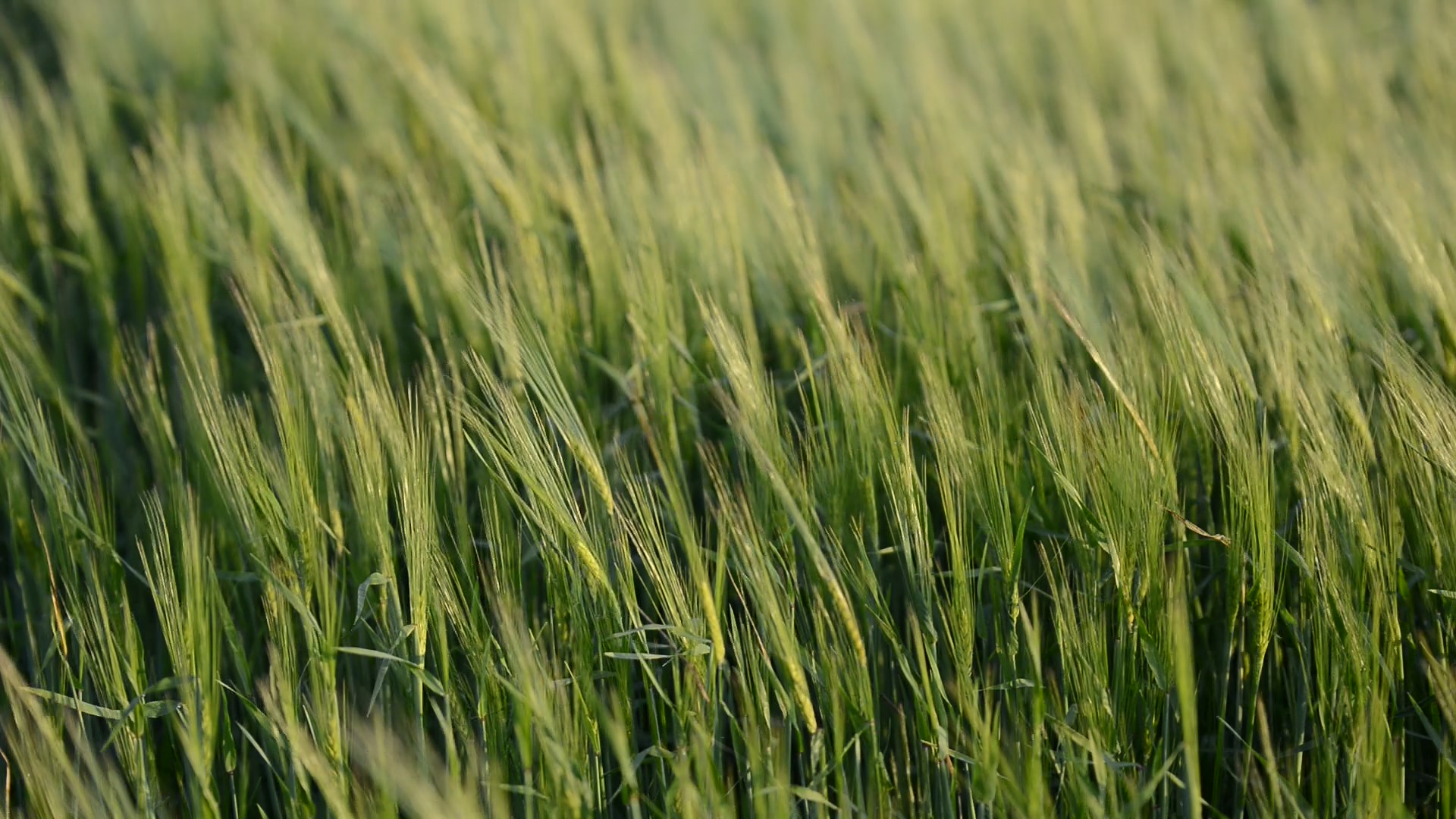 DA OLTRE SESSANT’ANNI AL SERVIZIO DELL'AGRICOLTURA
